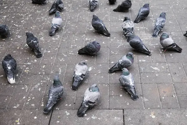 Yerde bir sürü güvercin var.