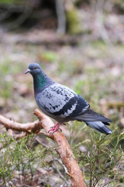 A Pigeon in the forest