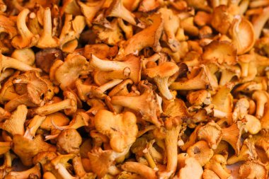 Bir sürü mantar mantarı