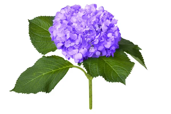 白色背景上的漂亮紫罗兰花 — 图库照片
