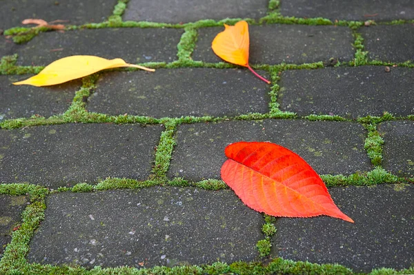 Farbige Herbstblätter Auf Dem Kopfsteinpflaster Hintergrund — Stockfoto