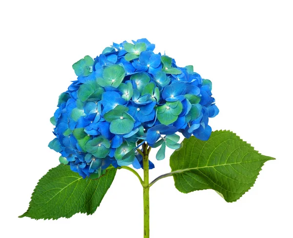 Blue green hydrangea isolated on a white background
