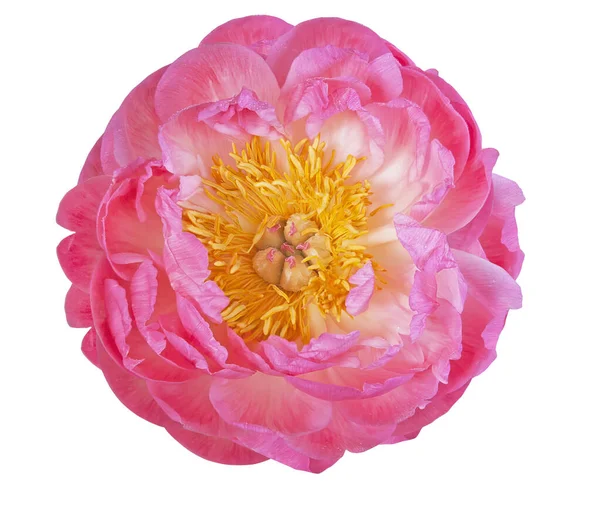 Peônia Florescendo Rosa Isolado Fundo Branco — Fotografia de Stock