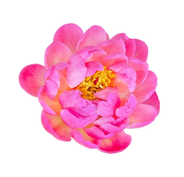 Розовый Цветущий Пион Изолирован Белом Фоне — стоковое фото