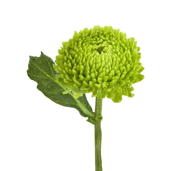 Schöne Grüne Chrysantheme Isoliert Auf Weißem Hintergrund — Stockfoto