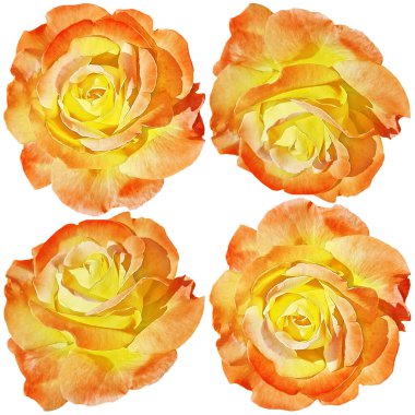 Şablon ve dekorasyon için harika çiçek açan havuç gülü arkaplanı