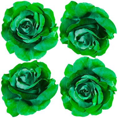 Şablon ve dekorasyon için çiçek açan yeşil gülün arka planı