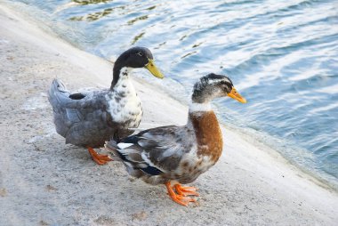 Bir göletin kıyısında bir çift gümüş elma bahçesi ördeği 