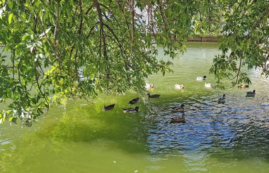 Yüzen ördekler yeşil dalların altında