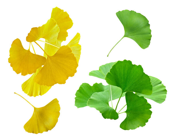 Зеленый и желтый ветви гинкго билоба изолированы на белом фоне
