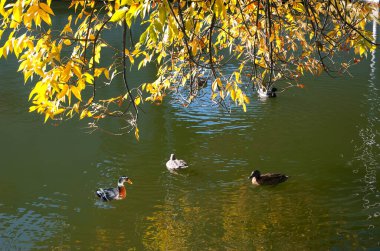 Sonbahar sarısı dalların altındaki gölde ördekler