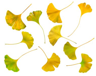 Ginkgo ağacının renkli sonbahar yaprakları koleksiyonu