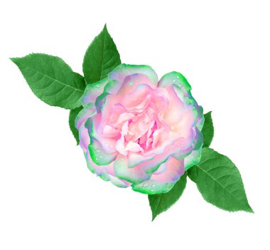 Beyaz arka planda izole edilmiş harika yeşil pembe gül.