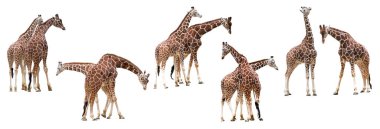 Beyaz arka planda izole edilmiş bir çift vahşi zürafa.