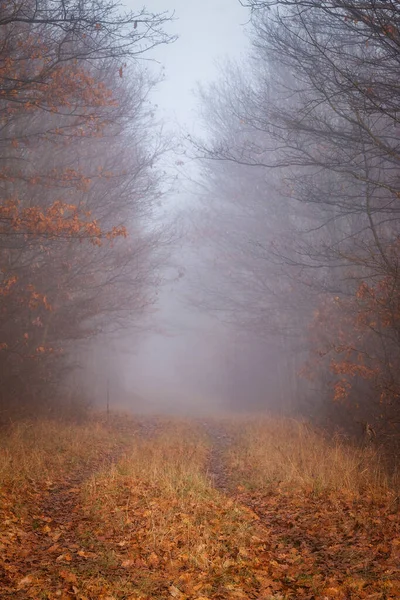 Μυστικός Ομιχλώδης Φθινοπωρινός Δασικός Δρόμος Νεαρό Δάσος Βελανιδιάς — Φωτογραφία Αρχείου