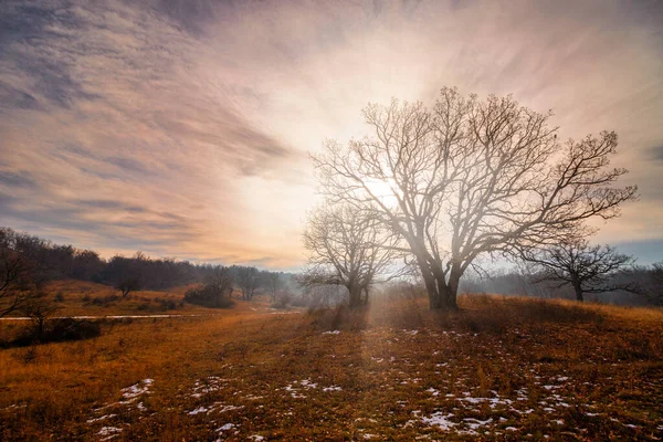 太陽の光で神秘的な秋の森 — ストック写真