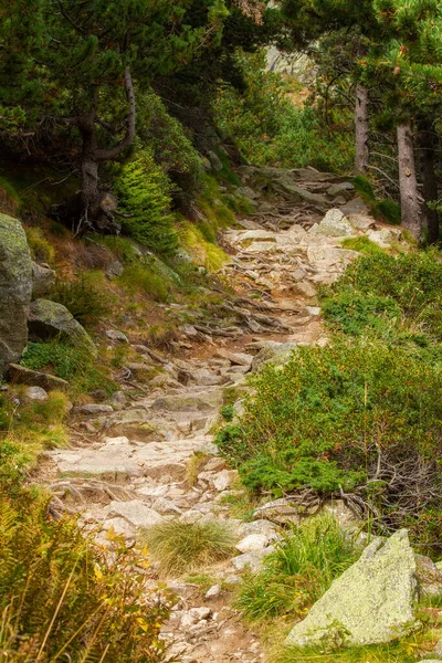 Malá Lesní Stezka Španělské Pyrenejské Hoře Vall Nuria — Stock fotografie