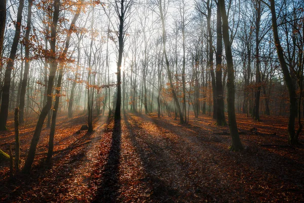 Krásný Slunečný Podzimní Den Dubovém Lese — Stock fotografie