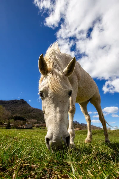Mooie Witte Paard Interesse Voor Foto — Stockfoto