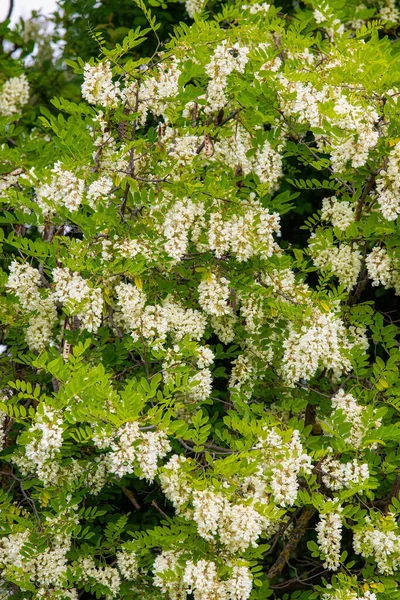 White Acacia Flowers Tree Springtime — Stock Photo, Image