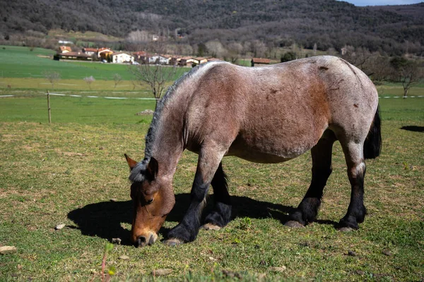 Schönes Braunes Pferd Auf Der Weide — Stockfoto