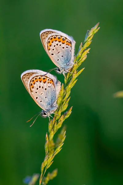 Zamknij Się Obraz Ładne Wspólne Motyle Niebieski Łące — Zdjęcie stockowe