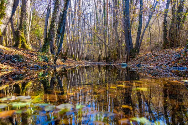 Pequeno Riacho Floresta Dia Ensolarado Outono — Fotografia de Stock