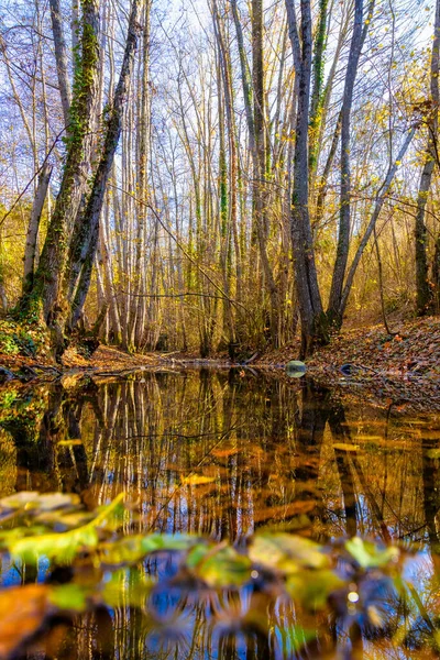 晴れた秋の日に森の中の小さな小川 — ストック写真