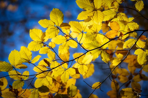 阳光明媚的秋日 山毛榉树在户外长有美丽的橙色叶子 — 图库照片