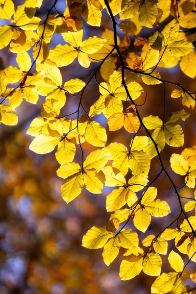 Beech Tree Beautiful Orange Leaves Outdoors Sunny Autumn Day — Stock Photo, Image
