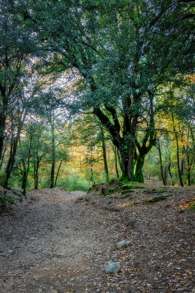 Sol Brillando Través Majestuoso Roble Verde Bosque —  Fotos de Stock