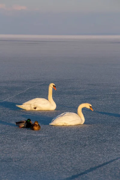 Lonely Swans Winter Lake Balaton Hungary — Stock Photo, Image