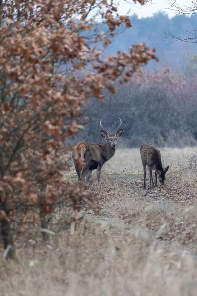 Ciervos Rojos Camino Forestal — Foto de Stock