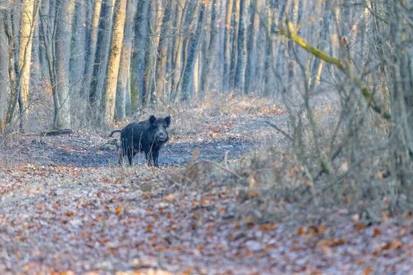 Wild Boar Forest Autumn Time — Stock Photo, Image