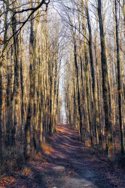 Όμορφη Φθινοπωρινή Ημέρα Ένα Από Δάση Βελανιδιάς Και Δασικό Δρόμο — Φωτογραφία Αρχείου