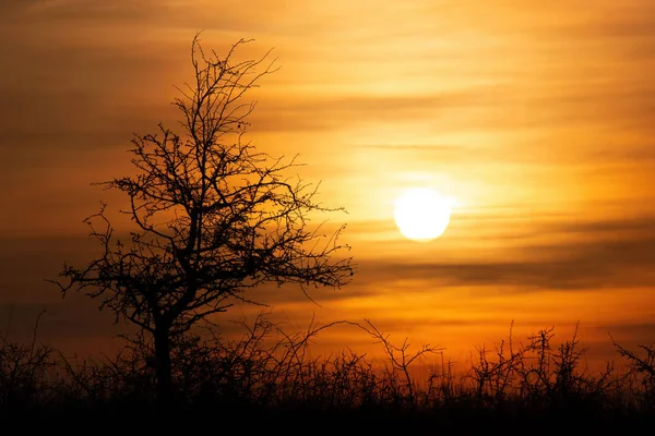 Vacker Solnedgång Landskap Med Träd — Stockfoto