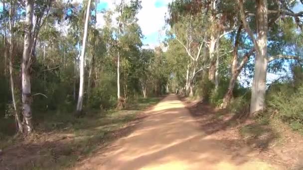 Route Cyclable Dans Forêt Eucalyptus Espagne Près Petite Ville Llagostera — Video