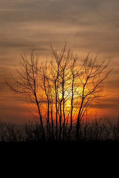 Krásný Západ Slunce Krajina Stromy — Stock fotografie