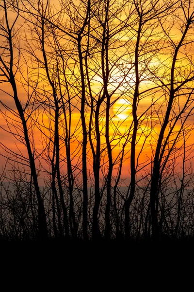 Bela Paisagem Pôr Sol Com Árvores — Fotografia de Stock