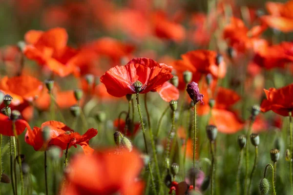 Close Red Poppy Flowers Field — Stock Photo, Image