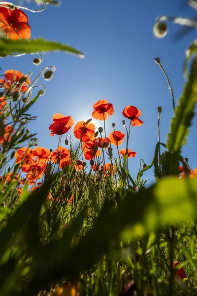 Close Red Poppy Flowers Field — Stock Photo, Image