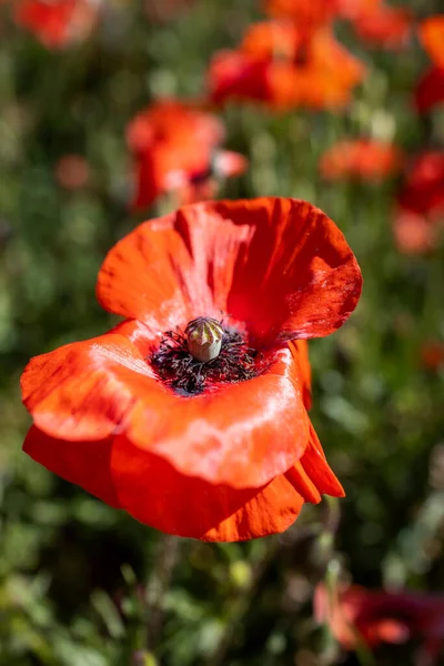 田野里的红罂粟花 — 图库照片