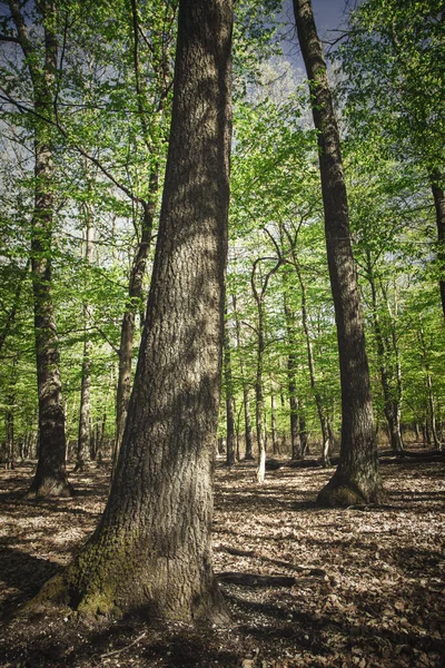 春にはオークの木がある緑の森 — ストック写真