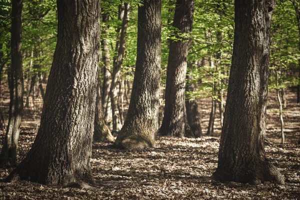Grüner Wald Mit Eichen Frühling — Stockfoto
