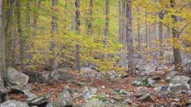 İspanya 'da sonbaharda renkli kayın ormanı, Katalonya' da Montseny dağı