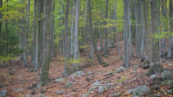 Foresta Faggio Colorato Autunno Spagna Montseny Montagna Catalogna — Video Stock