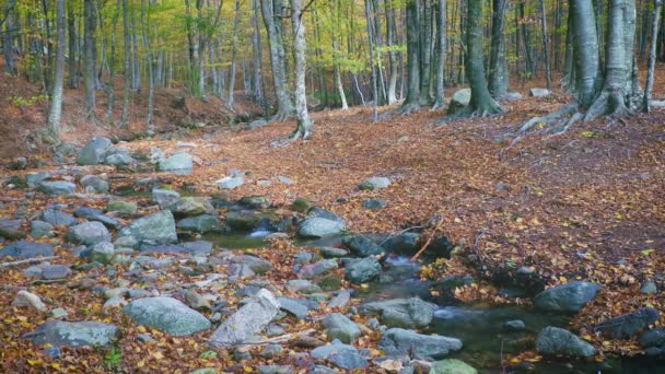 Pequeno Riacho Floresta Faia Outono Montanha Espanhola Montseny Catalunha — Vídeo de Stock