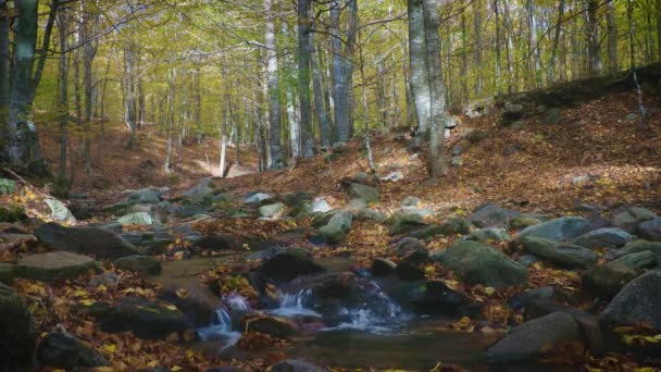 加泰罗尼亚蒙特塞尼 西班牙山区秋天山毛榉林的小河 — 图库视频影像