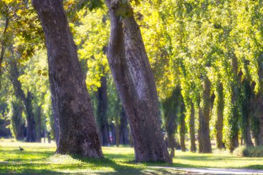 Macaristan 'da bir parkta, büyük bir ağaç tepesi ve yeşil yaprakların arasında parlayan güneş ile birlikte uzun bir uçak ağacı (Platanaceae).