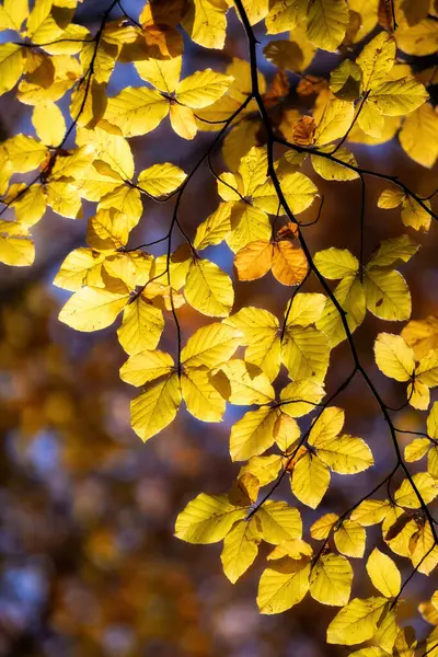 Sonbaharda Ormanda Güneşli Bir Günde Dalda Renkli Altın Kayın Yaprakları — Stok fotoğraf